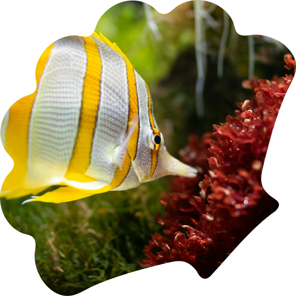 Butterfly Fish