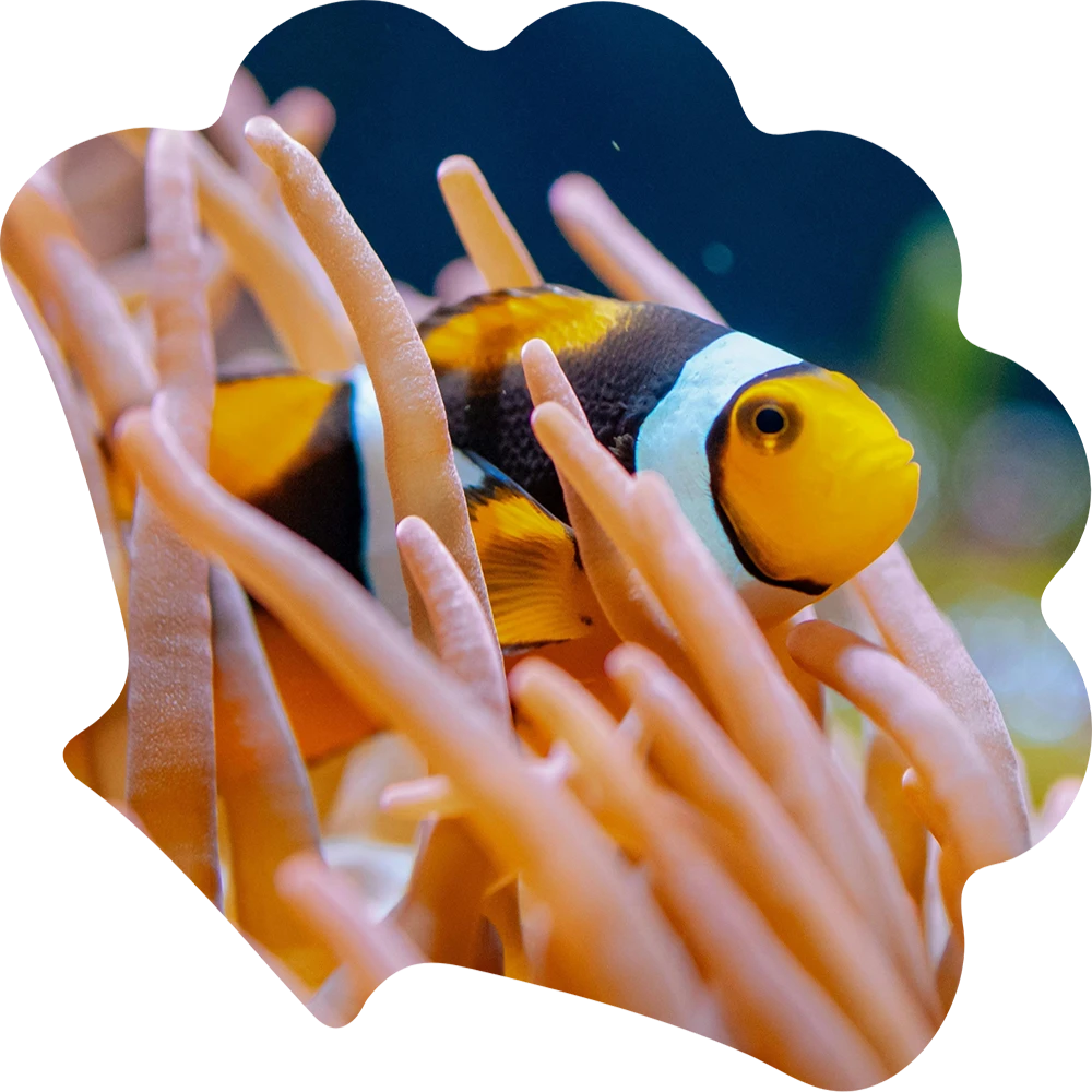 Clownfish