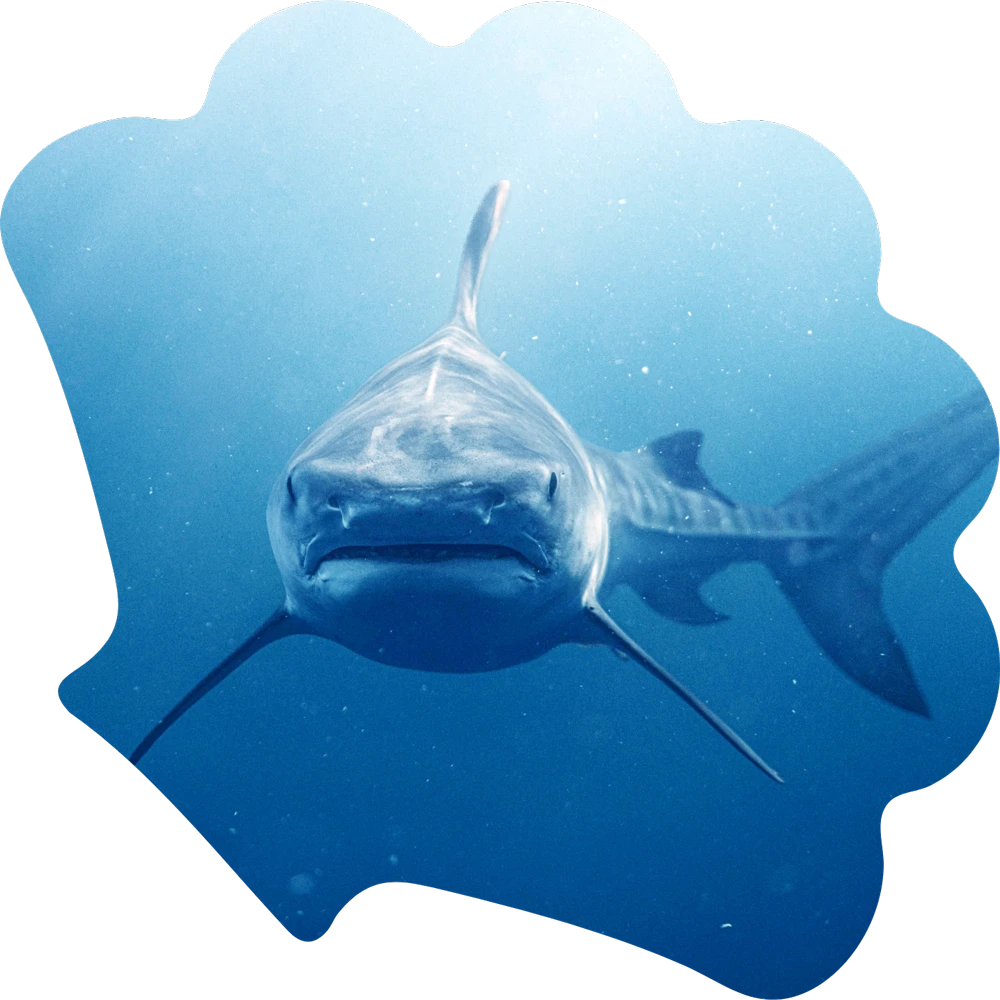 Great White Shark